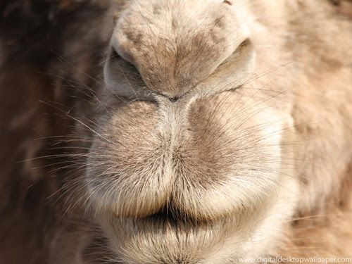 Mutual Fund Fees Cost Investors Billions